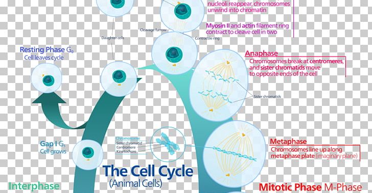 Cell Cycle Mitosis Interphase Cell Division PNG, Clipart, Brand, Cell, Cell Cycle, Cell Cycle Checkpoint, Cell Division Free PNG Download