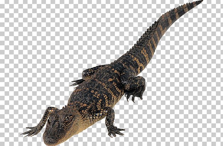 Crocodiles Binary File PNG, Clipart, Agama, Agamidae, Alligator, Binary Code, Binary File Free PNG Download