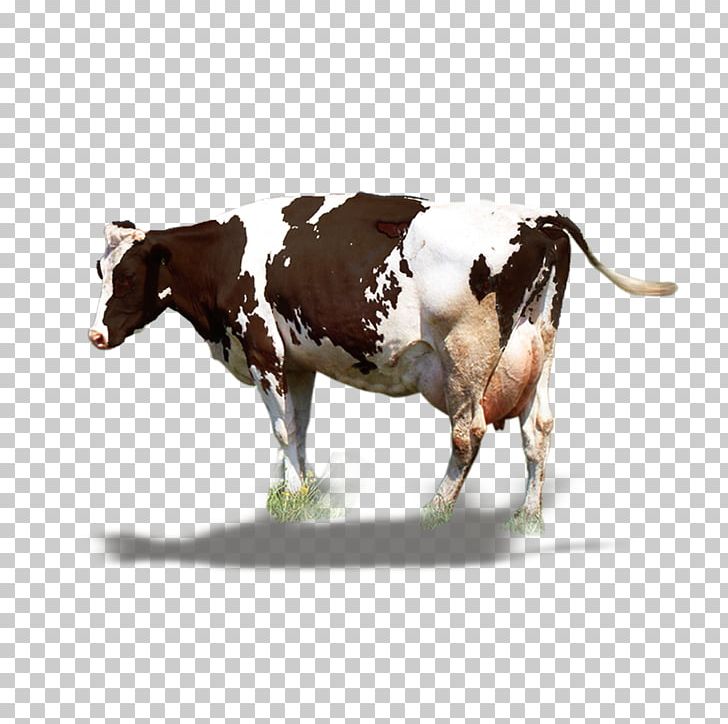 Dairy Cattle Milk Ox PNG, Clipart, Animals, Black, Black And White, Bull, Butterfat Free PNG Download