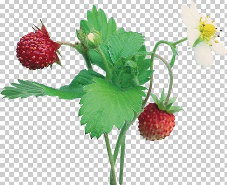 Musk Strawberry PNG, Clipart, Berry, Blackberry, Food, Fragaria, Fruit Free PNG Download