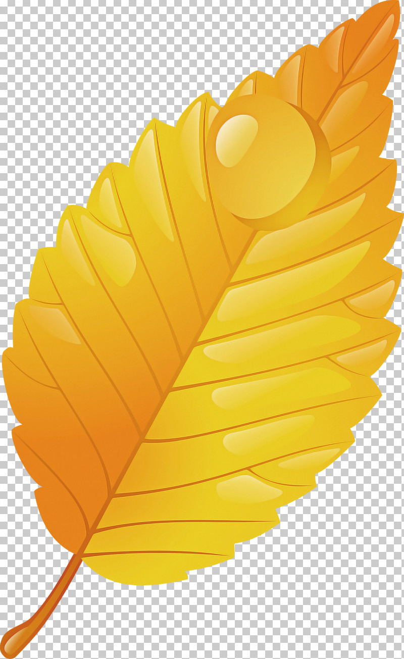 Feather PNG, Clipart, Feather, Flower, Leaf, Plant, Tree Free PNG Download