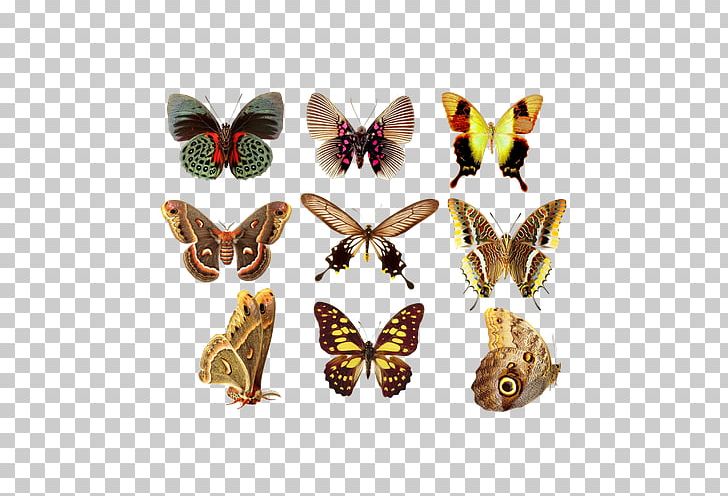 Butterfly Greta Oto PNG, Clipart, Animal, Art, Arthropod, Beautiful, Brush Footed Butterfly Free PNG Download