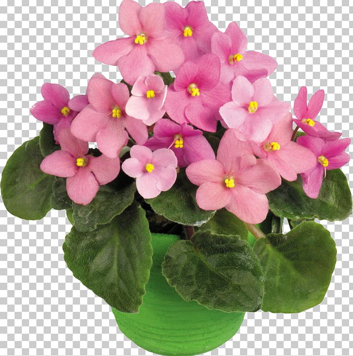 Flower PNG, Clipart, Computer Software, Digital Image, Flower, Flowering Plant, Flowerpot Free PNG Download