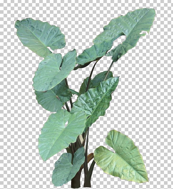 Giant Taro Houseplant Syngonium Podophyllum PNG, Clipart, Alocasia, Flower Garden, Flowerpot, Giant Taro, Herb Free PNG Download