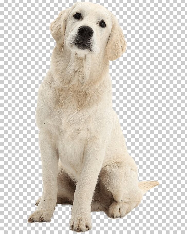 Golden Retriever Labrador Retriever Puppy Polish Tatra Sheepdog Dog Breed PNG, Clipart, Akbash Dog, Animals, Carnivoran, Companion Dog, Dog Free PNG Download