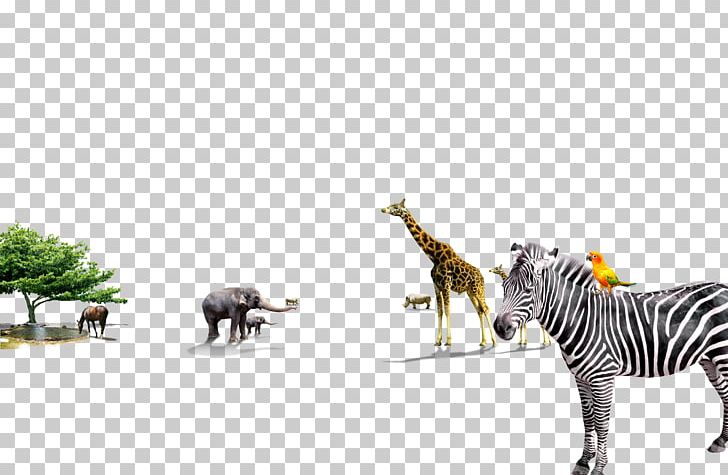 Quagga Giraffe Zebra Animal PNG, Clipart, 3d Animation, Animal, Animals, Animation, Anime Character Free PNG Download