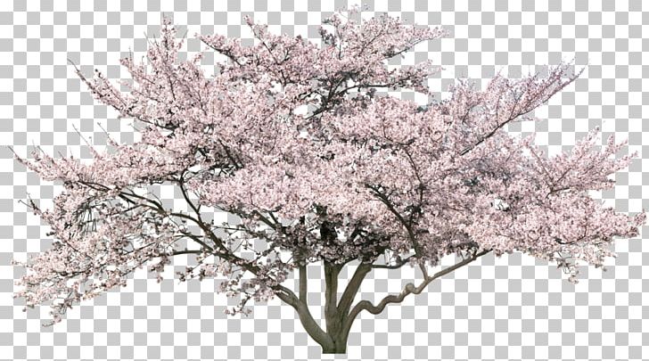 Cherry Blossom Tree PNG, Clipart, Arbusto, Blossom, Branch, Cherry Blossom, Cherry Blossom Tree Free PNG Download
