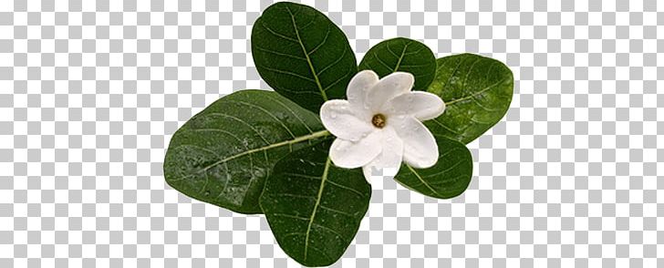 Monoi Oil Gardenia Taitensis Flower Tahiti PNG, Clipart, Art, Clip, Cosmetics, Cream, Eau De Parfum Free PNG Download