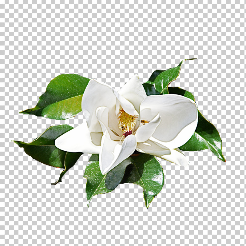 Floral Design PNG, Clipart, Biology, Cut Flowers, Floral Design, Flower, Gardeniam Free PNG Download