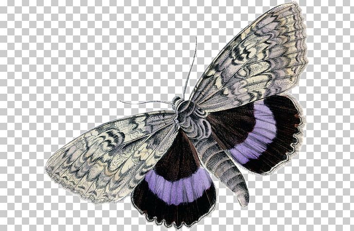 Butterfly Insect Moth PNG, Clipart, Antique, Art, Arthropod, Body Art, Brush Footed Butterfly Free PNG Download