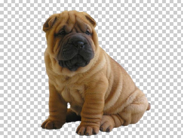 Mini Shar Pei Labrador Retriever Bullmastiff English Mastiff PNG, Clipart, Animals, Breed, Bullmastiff, Carnivoran, Companion Dog Free PNG Download