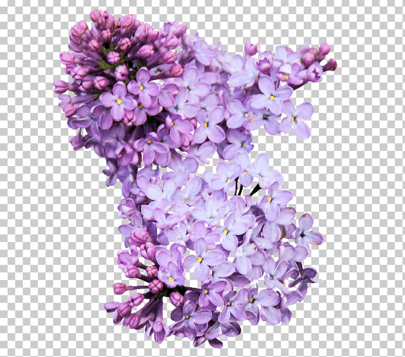 Lavender PNG, Clipart, Cut Flowers, Flower, Lavender, Lilac, Petal Free PNG Download