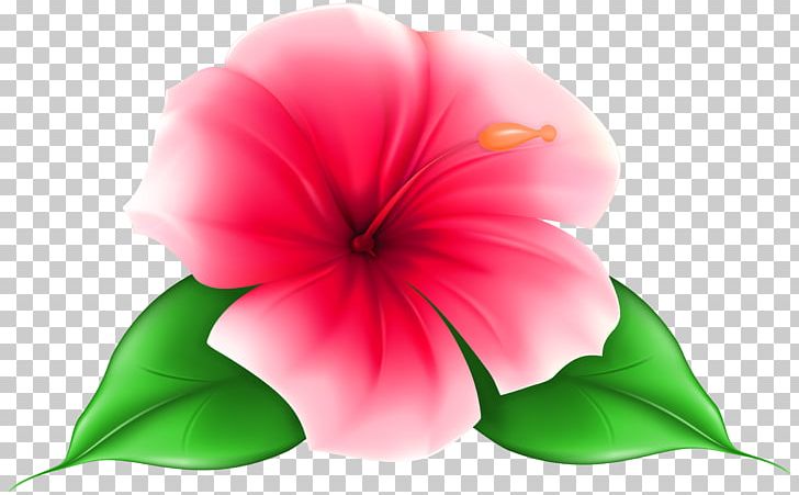 Flower Desktop PNG, Clipart, Annual Plant, Closeup, Color, Coloring Book, Desktop Wallpaper Free PNG Download