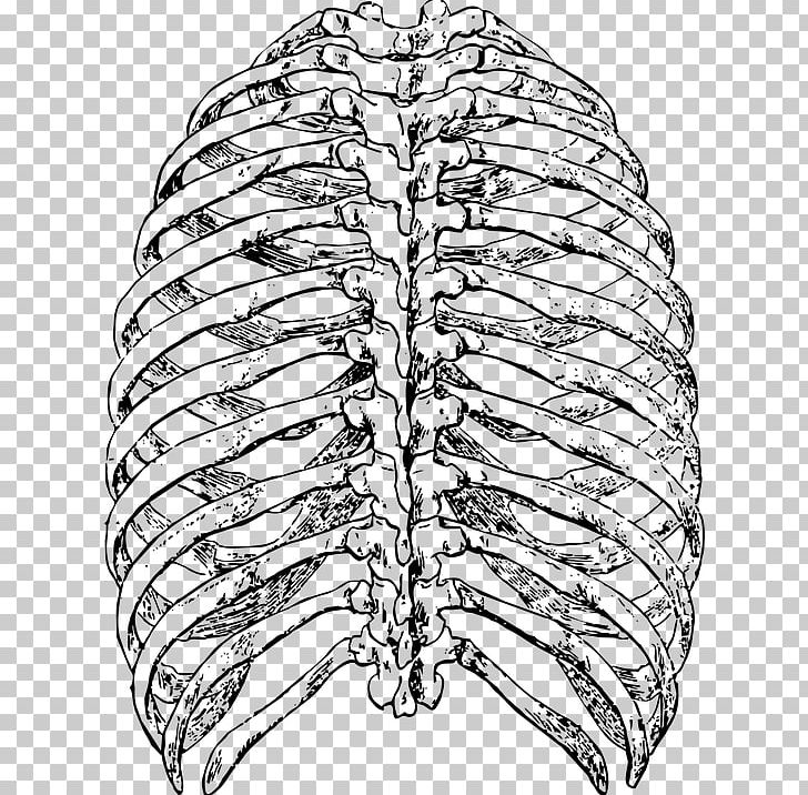 Bone Rib Cage Thoracic Vertebrae PNG, Clipart, Anatomy, Angle, Arm, Artwork, Black And White Free PNG Download
