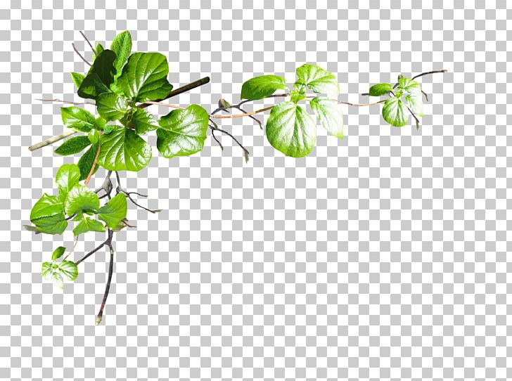 Leaf Tree Plant Stem Flower PNG, Clipart, Blue Rose, Branch, Flora, Flower, Flowering Plant Free PNG Download