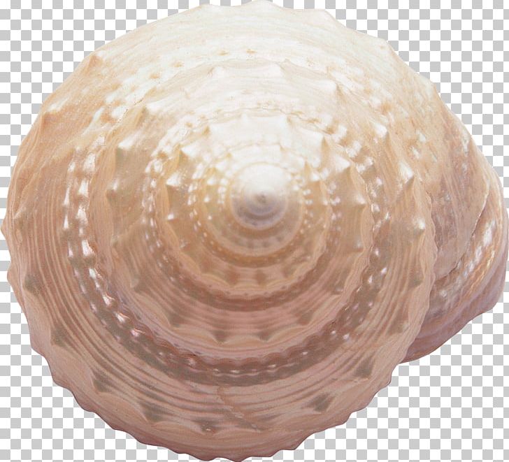 Seashell Seabed Sea Snail PNG, Clipart, Animals, Clams Oysters Mussels And Scallops, Common Periwinkle, Conch, Conchology Free PNG Download