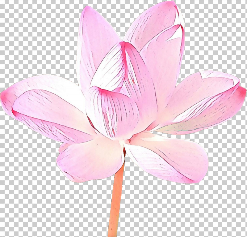 Lotus PNG, Clipart, Aquatic Plant, Cut Flowers, Flower, Lotus, Lotus Family Free PNG Download