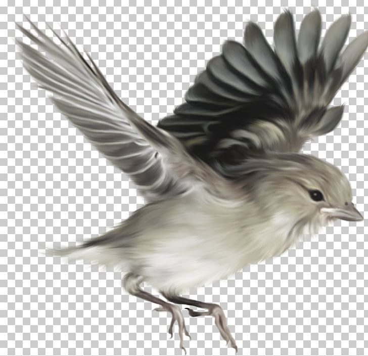 Bird House Sparrow Digital Desktop PNG, Clipart, Animals, Beak, Bird, Desktop Wallpaper, Digital Image Free PNG Download