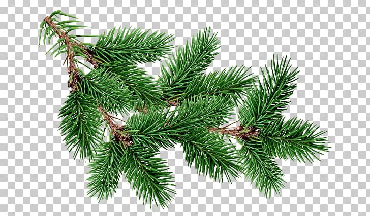 Fir Pine Christmas Tree PNG, Clipart, Biome, Blue Spruce, Branch, Christmas, Christmas Decoration Free PNG Download