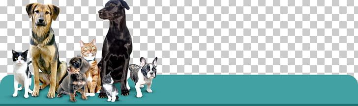 Giraffe Dog Shoulder Cartoon Font PNG, Clipart, 00 S, Animals, Arm, Canidae, Cartoon Free PNG Download