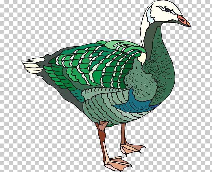 Goose Duck Water Bird Mallard PNG, Clipart, Anatidae, Animals, Beak, Bird, Duck Free PNG Download