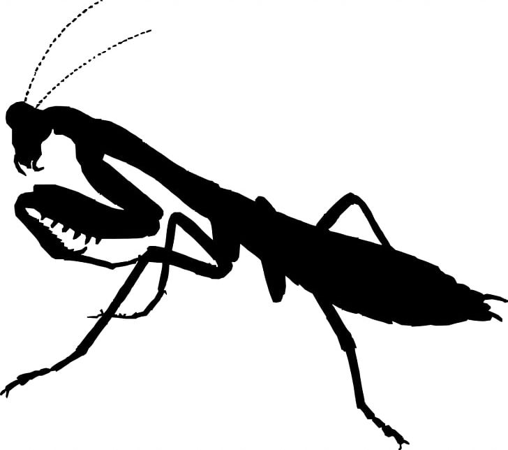 Mantis Praying Drawing Silhouette PNG, Clipart, Animal, Arthropod, Black And White, Drawing, European Mantis Free PNG Download