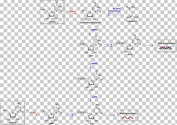 UCK2 Metabolic Pathway Chemical Reaction Catalysis Nucleotide Salvage