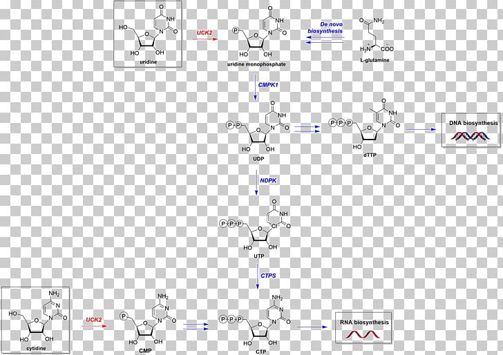 UCK2 Metabolic Pathway Chemical Reaction Catalysis Nucleotide Salvage PNG, Clipart, Angle, Area, Auto Part, Catalysis, Chemical Reaction Free PNG Download