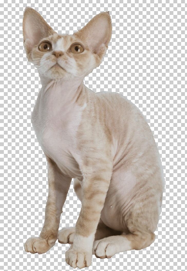 Donskoy Cat Devon Rex Peterbald German Rex Australian Mist PNG, Clipart, Animals, Asian, Carnivoran, Cat, Cat Like Mammal Free PNG Download