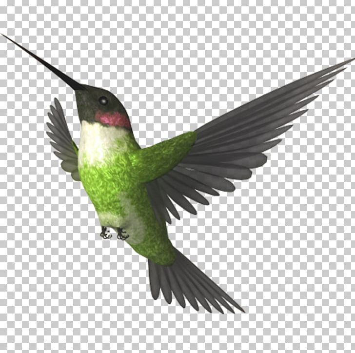 Photography Frames Bird PNG, Clipart, Animal, Animals, Beak, Bird, Color Free PNG Download