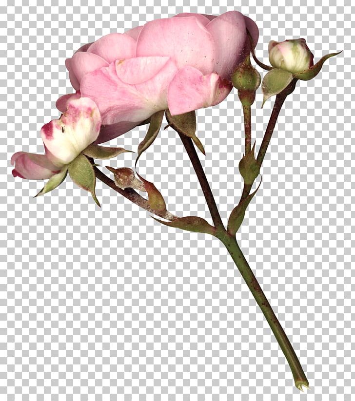 Garden Roses Fairy Tale Gothic Art Flower PNG, Clipart, Branch, Cut Flowers, Dark, Flower Arranging, Flower Pattern Free PNG Download