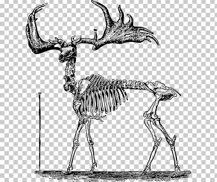 Human Skeleton Bone Drawing Skull PNG, Clipart, Anatomy, Animal, Art, Artwork, Black And White Free PNG Download