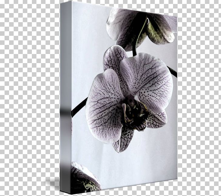 Moth Orchids Violet Violaceae PNG, Clipart, Flora, Flower, Flowering Plant, Moth Orchid, Moth Orchids Free PNG Download