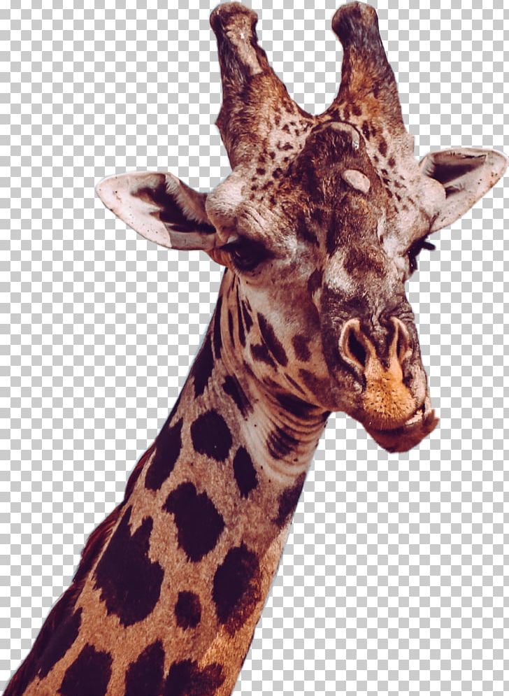 Northern Giraffe GIF Desktop Masai Giraffe PNG, Clipart, African Wild Dog, Animal, Art, Desktop Wallpaper, Drawing Free PNG Download