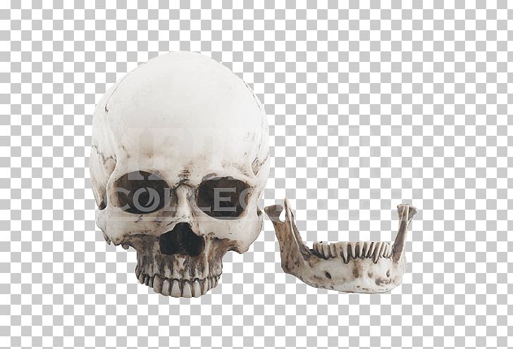 Skull Human Skeleton Figurine Jaw PNG, Clipart, Bone, Fantasy, Figurine, Head, Human Skeleton Free PNG Download