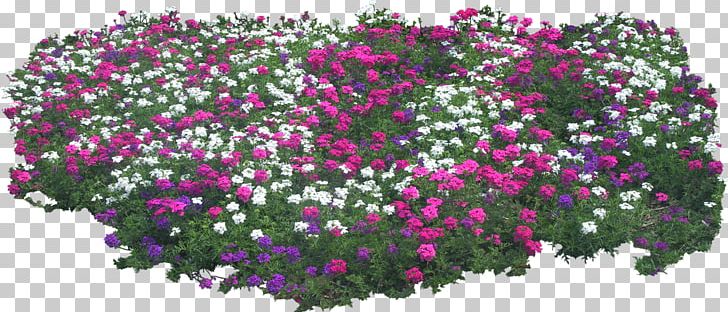 Animation Photography PNG, Clipart, Animation, Annual Plant, Bushes, Cartoon, Chrysanths Free PNG Download