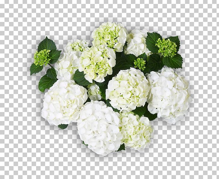 Hydrangea Cut Flowers Floral Design White PNG, Clipart, Annual Plant, Cornales, Cut Flowers, Floral Design, Floristry Free PNG Download