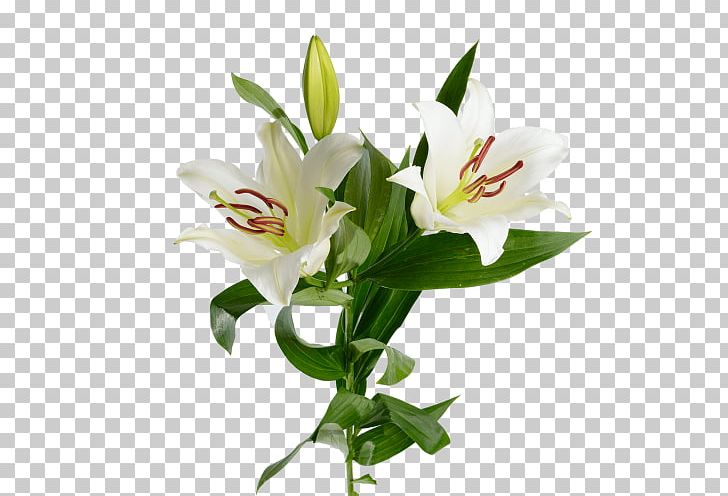 Lilium ×hollandicum Cut Flowers Madonna Lily Garden Roses PNG, Clipart, Alstroemeriaceae, Cut Flowers, Flower, Flower Bouquet, Flowering Plant Free PNG Download