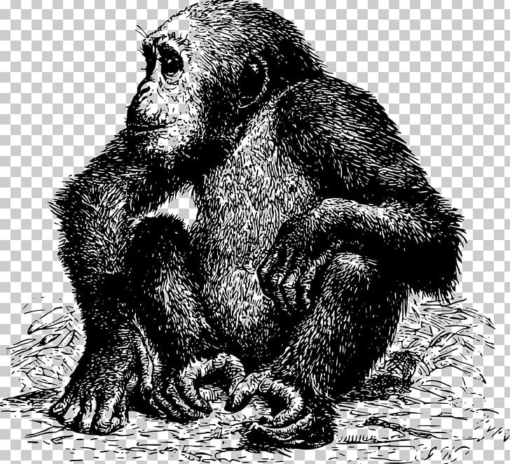 Common Chimpanzee Gorilla Monkey Ape Orangutan PNG, Clipart, African Apes, Animal, Animals, Black And White, Carnivoran Free PNG Download