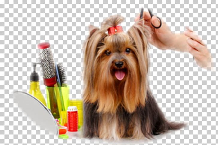 Dog Groomer Barber Cosmetologist Veterinarian PNG, Clipart, Alleycats Pet Service, Animal, Animals, Animal Training, Barber Free PNG Download