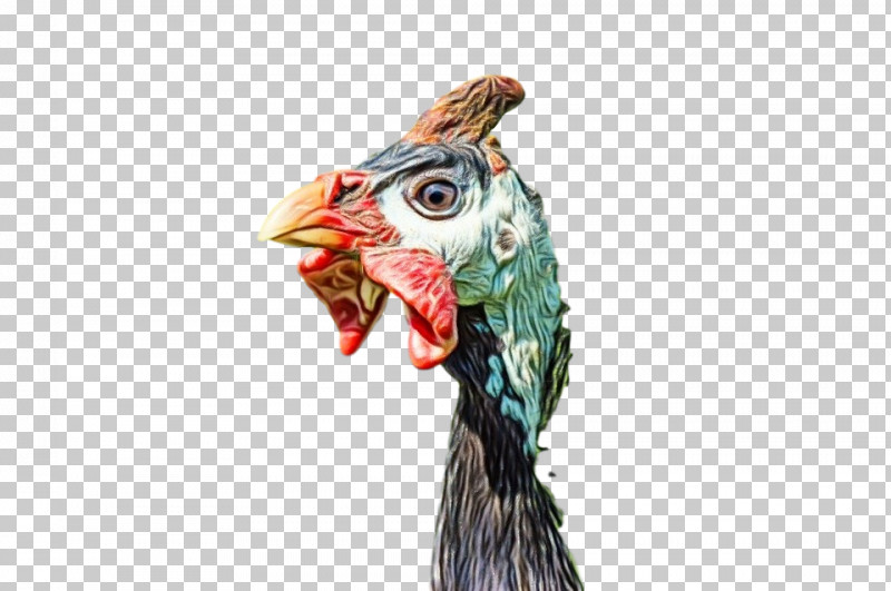 Rooster Bird Chicken Head Beak PNG, Clipart, Animal Figure, Beak, Bird, Chicken, Comb Free PNG Download