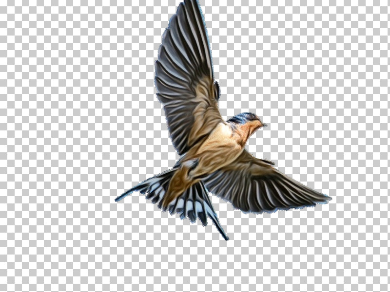 Bird Beak European Swallow Cliff Swallow Wing PNG, Clipart, Beak, Bird, Brambling, Cliff Swallow, European Swallow Free PNG Download