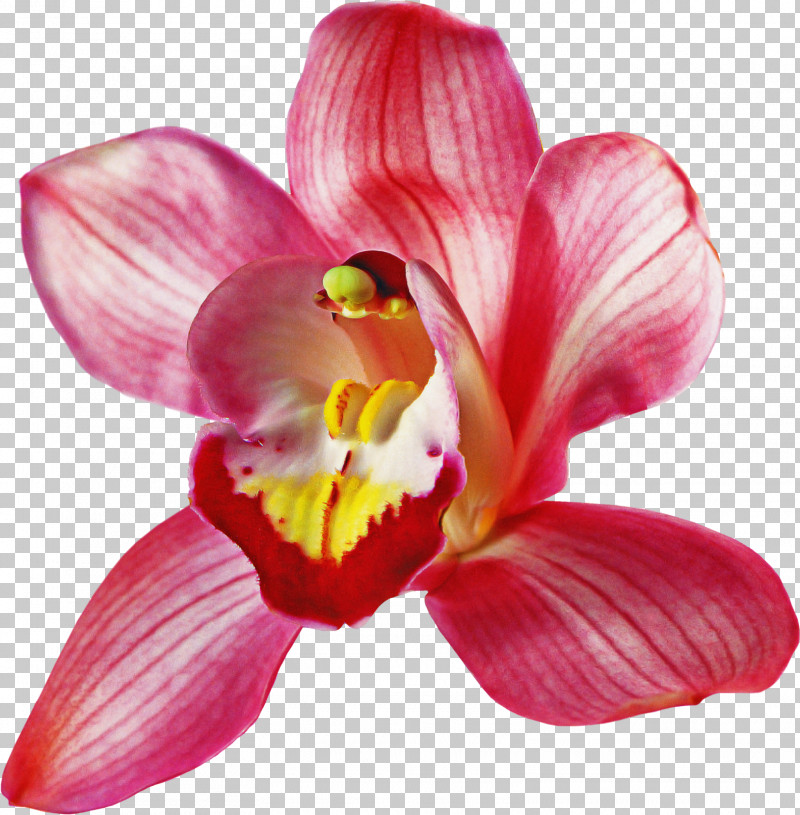 Flower Petal Pink Plant Moth Orchid PNG, Clipart, Flower, Magenta, Moth Orchid, Petal, Pink Free PNG Download