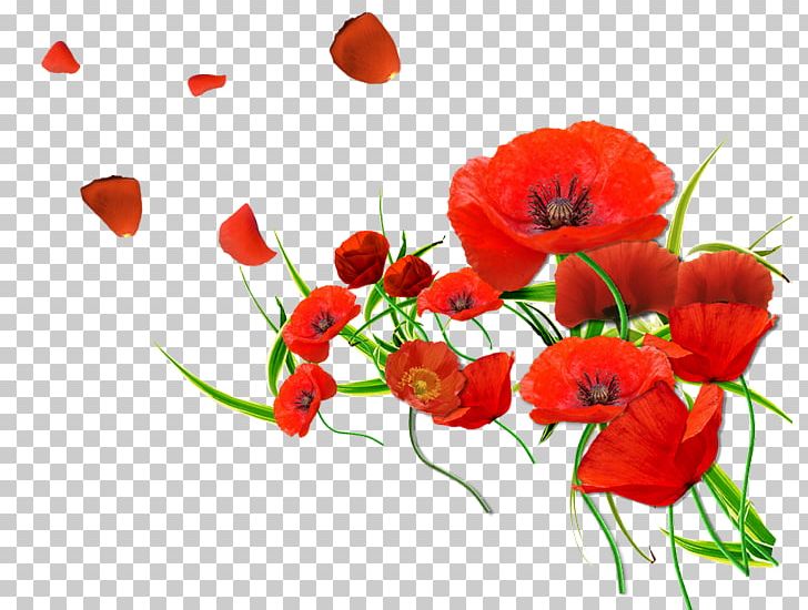 Common Poppy Flower Desktop PNG, Clipart, 4k Resolution, Annual Plant, Common Poppy, Coquelicot, Floral Design Free PNG Download