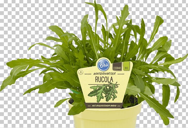 Leaf Vegetable Organic Food Herb Parsley PNG, Clipart, Arugula, Fines Herbes, Flavor, Flowerpot, Food Drinks Free PNG Download