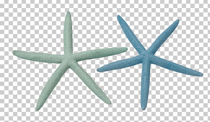 Linckia Laevigata Starfish Sea Urchin Marine Invertebrates PNG, Clipart, Animals, Blue, Coral, Echinoderm, Invertebrate Free PNG Download