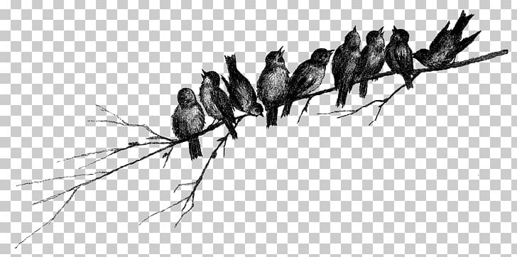 Twig Drawing Insect Line Art PNG, Clipart, Animals, Artwork, Black And White, Branch, Branchdrawing Free PNG Download