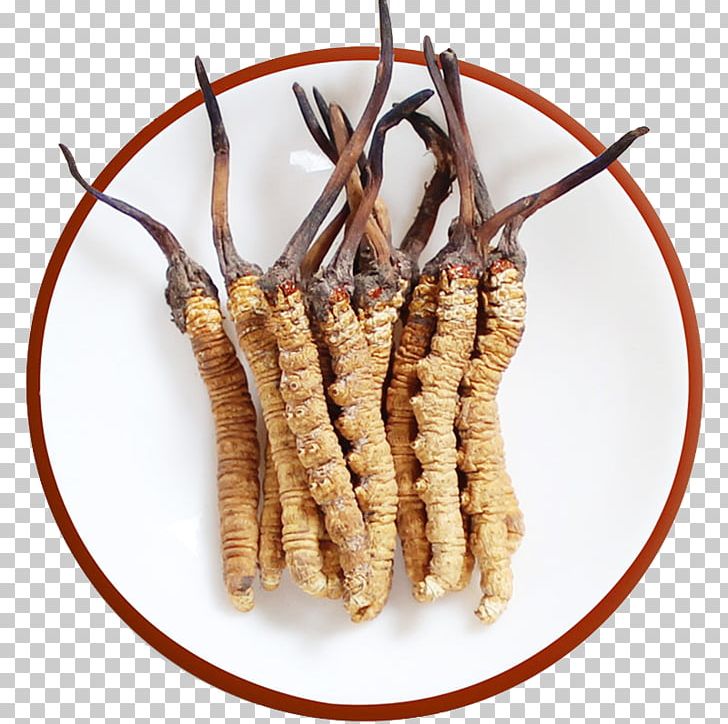 Caterpillar Fungus Traditional Chinese Medicine Cordyceps Template PNG, Clipart, Advertising, All Natural, Animal Source Foods, Aromatic Herbs, Authentic Free PNG Download