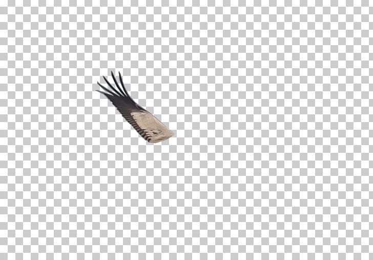 Feather PNG, Clipart, Animals, Feather Free PNG Download