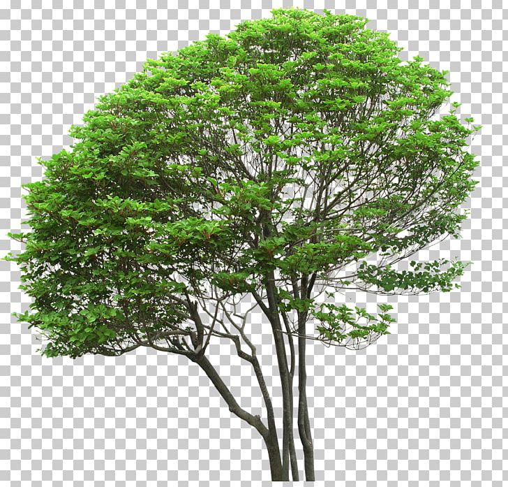 Tree Shrub PNG, Clipart, Branch, Computer Software, Digital Image, Filename Extension, Fruit Nut Free PNG Download